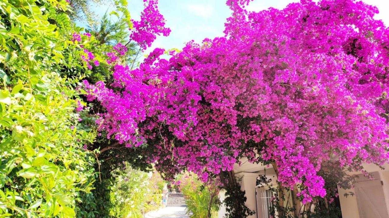 Villa Provencale A Sainte Maxime, Golf De Saint Tropez Zewnętrze zdjęcie